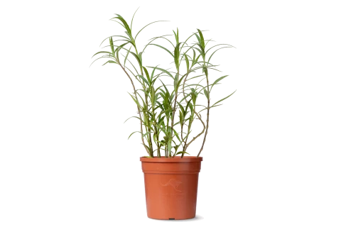 Ruellia simplex-Pin