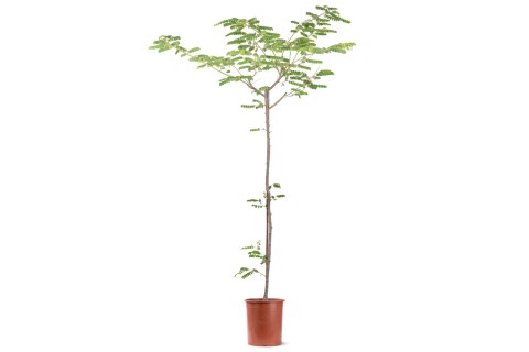 شجرة كاسيا جافانيكا 