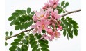 Cassia Javanica (nodosa)