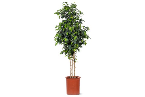 Ficus Altissima (Council Tree)