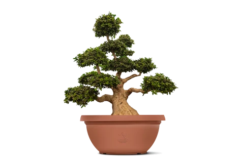 Ficus Microcarpa Longhai Root