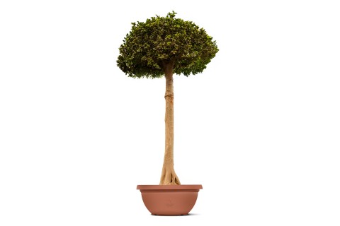 Ficus Microcarpa, Mushroom shape