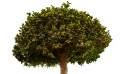 فيكس بونساي- فيكس ميكروكاربا