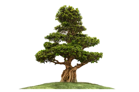 Ficus Microcarpa-Stack Root