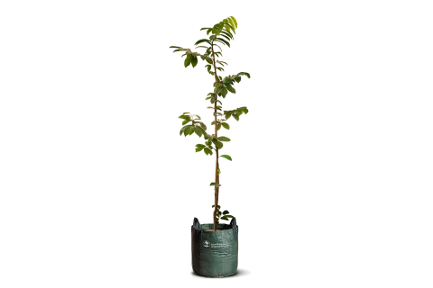 Annona Muricata 