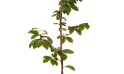 نبات القشطة 
