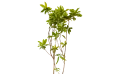 شجرة المانجو
