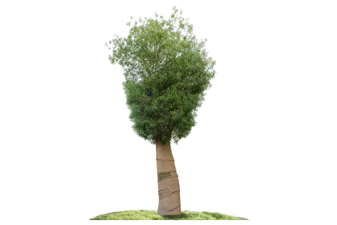 Brachychiton Rupestris 