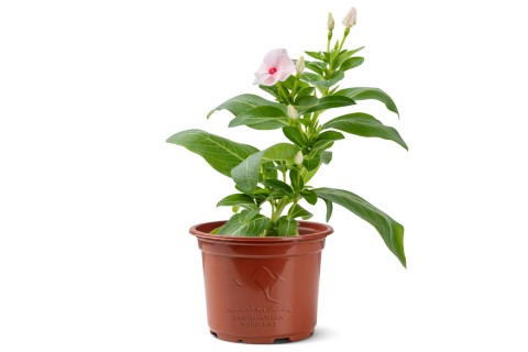 Catharanthus roseus(Vinca)-Apric