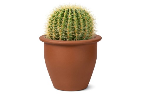 Echinocactus grusonii(Golden barrel cactus)