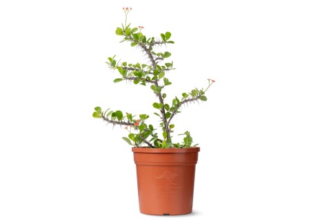 Euphorbia Milii (Crown-of-thorns) Plant