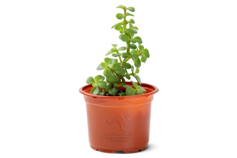 Portulacaria afra (Elephant Bush)