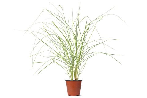 نبات الحلفا (عشبة النافورة)