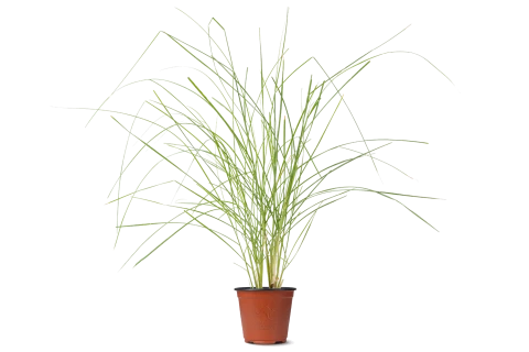 نبات الحلفا (عشبة النافورة)