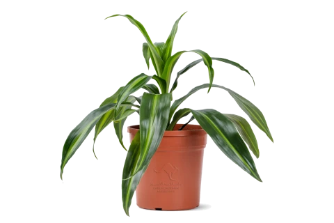 Dracaena Deremensis Haw Sunshine