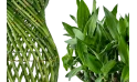 دراسينا ساندرينا (بامبو الحظ - بتصميم جرة)