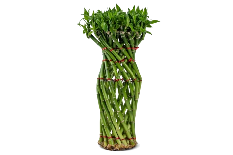 Dracaena Sanderiana(Lucky Bamboo Guci)