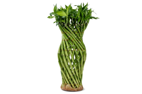 دراسينا ساندرينا (بامبو الحظ - بتصميم جرة)