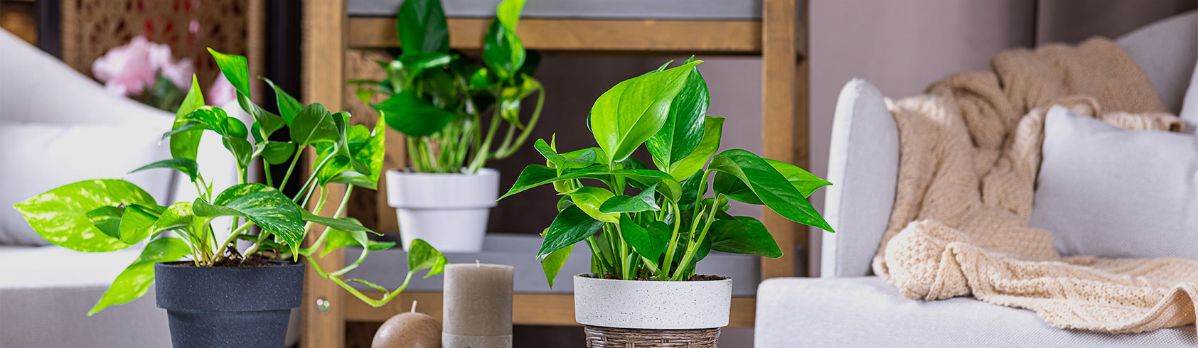Indoor Plants