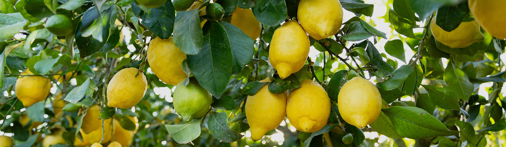 الأشجار المثمرة