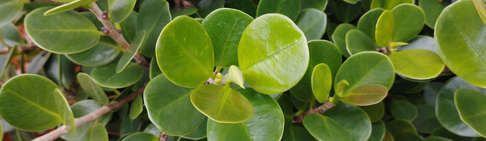 أشجار الأسوار