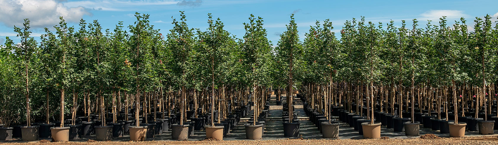 أشجار الأسوار