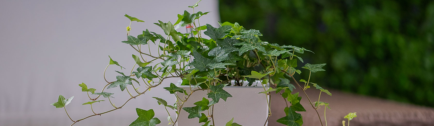 الحوليات و مغطيات التربة