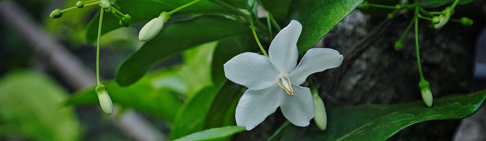 النباتات العطرة والمتسلقات