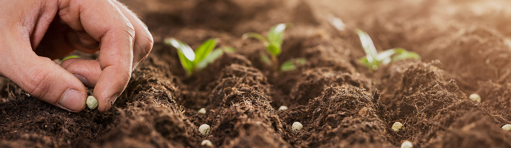 Seeds