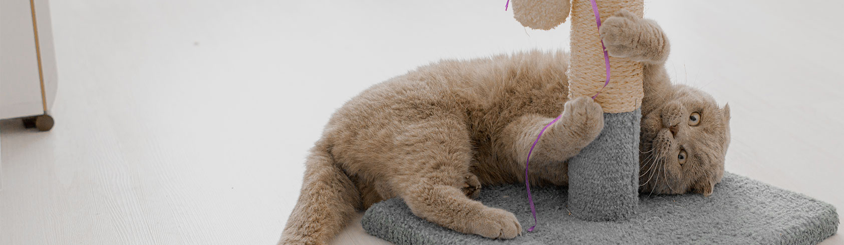 الخداشات ومستلزماتها