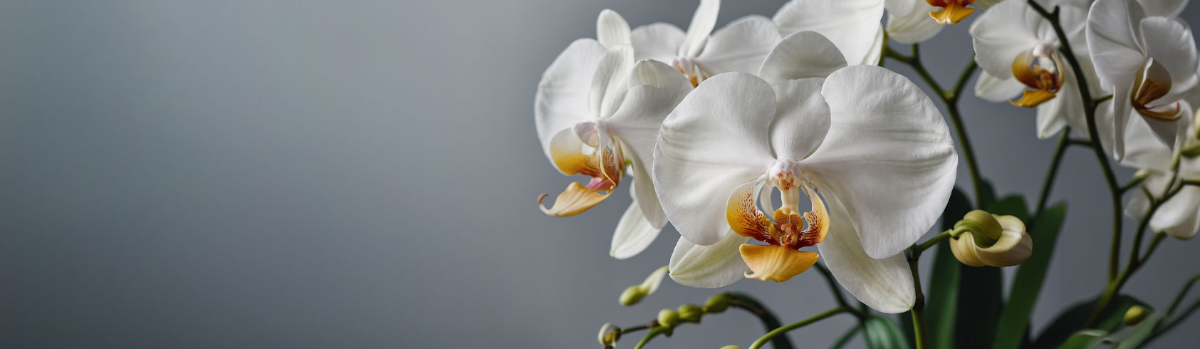 نباتات مستوردة